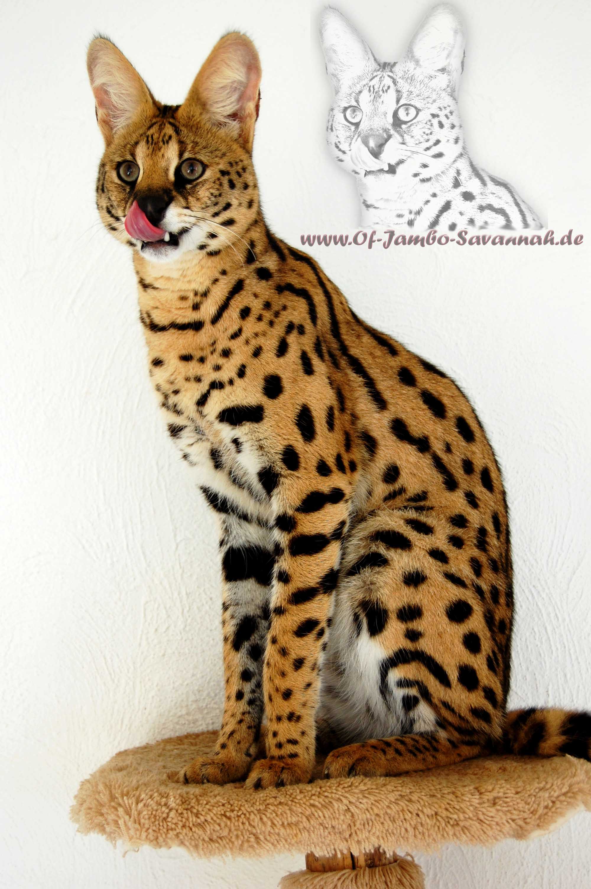 Servale sind eine der Wildkatzenarten, die zur Zucht der Savannah Cat eingesetzt werden.