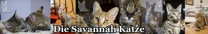 Savannahcat, Savannahkatze, Savannahzucht, Savannahzüchter, Katzenzüchter