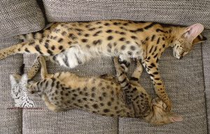 Auf diesem Bild sieht man eine F3 Savannah und einen jungen Serval.