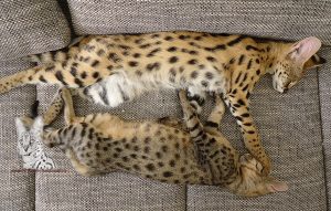 Here you see a F3 Savannah and an African Serval! Both are good friends !!!