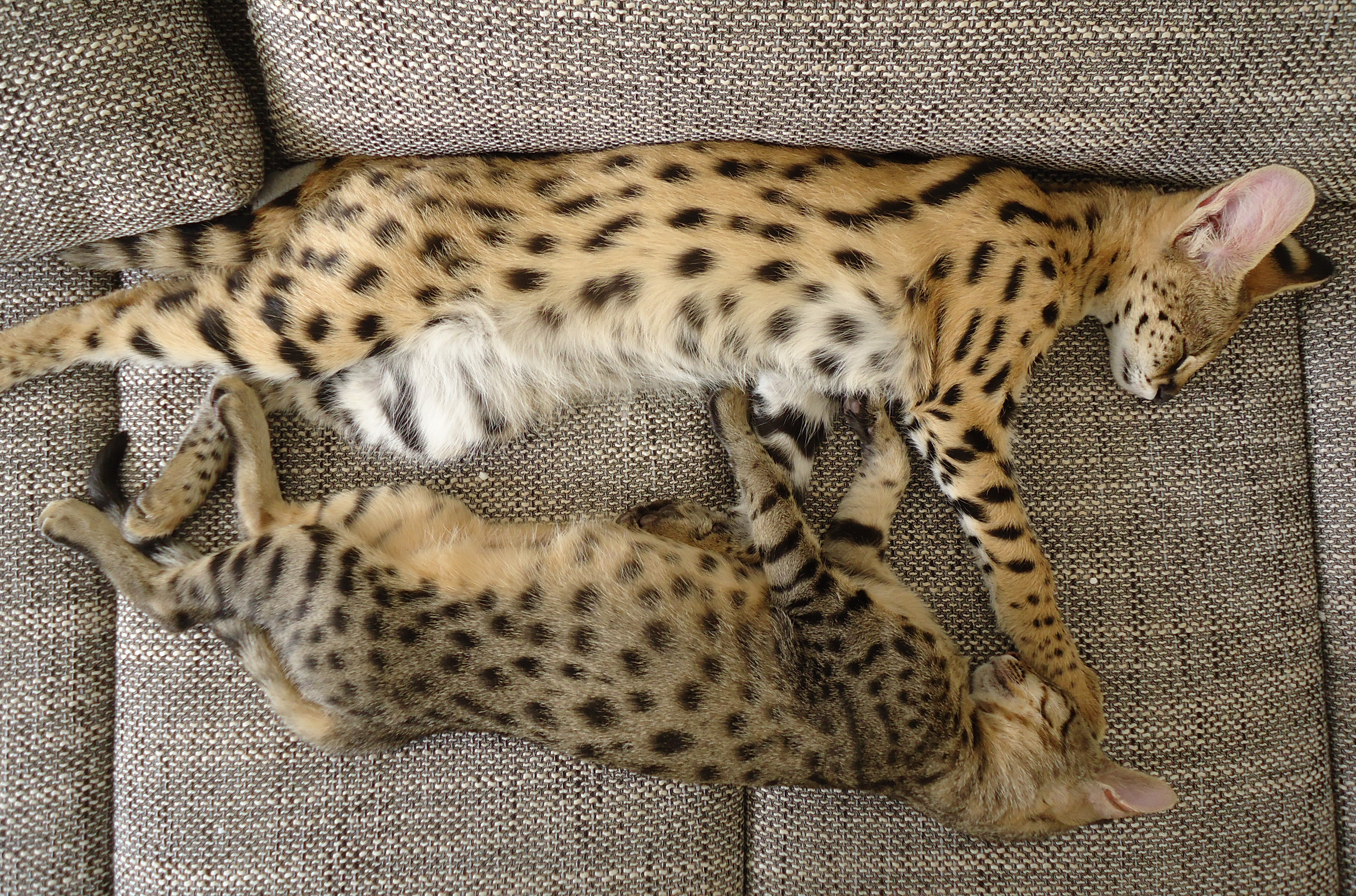 African Serval and F3 Savannah Cat