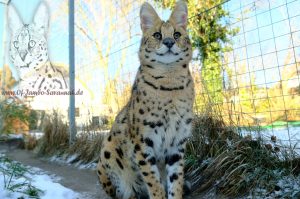 Here is Serval "Thor" in its exterior. Thor is the serval of the Savannah breed "Of Jambo Savannah Cats" by Angela Hönig from Germany.