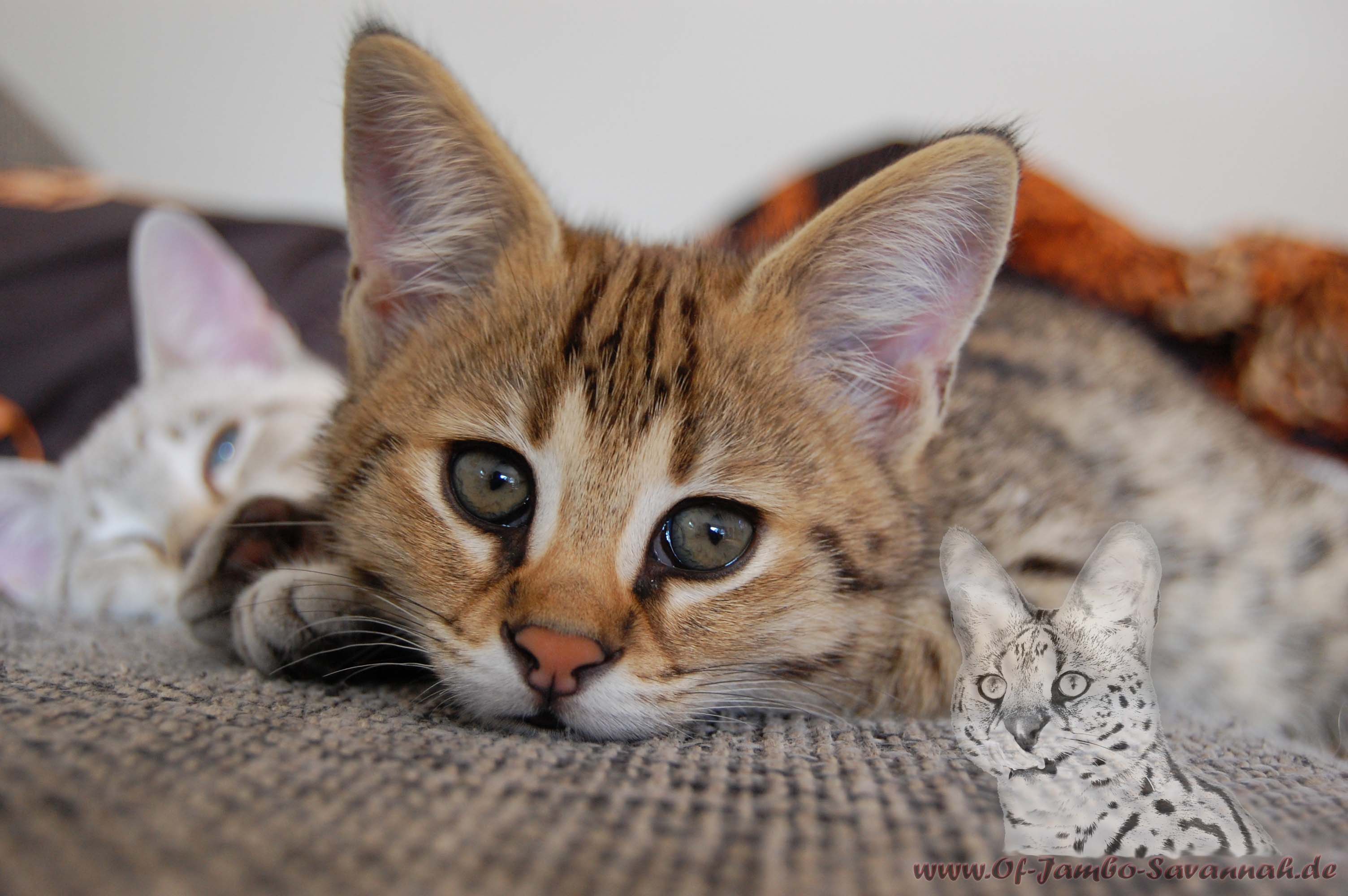 Auf diesem Bild sehen sie ein F1 Savannah Kitten. Es ist Bella of Jambo. Im Alter von ca. 10 Wochen.