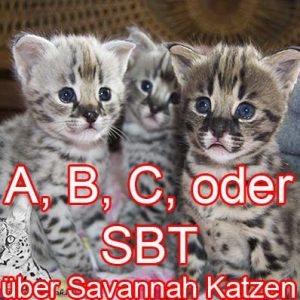 What does A, B, or SBT mean for Savannah cats?