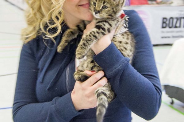 F1 Savannah Kitten auf dem Arm von Angela Hönig. Savannahzüchterin aus Deutschland
