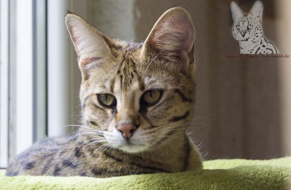 Hier sieht man sehr schön die großen Ohren einer F1 Savannah Katze.