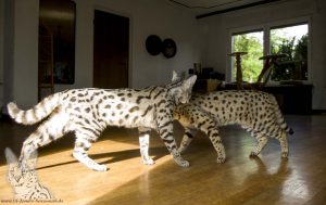 Serval or Savannah cat? What do you see here? Yes there are two beautiful F1 Savannah cats. Greatly drawn like the Serval, a short tail, long legs, big ears. This is how a perfect Savannah cat should look.