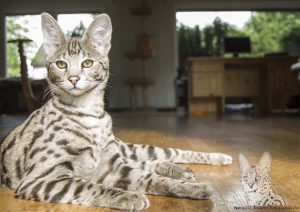 Diamond was our first F1 Savannah cat. He is the son of a F6 Savannah and Serval Thor. He is a great Savannah cat.