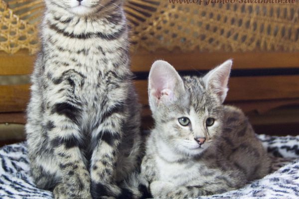 These two F1 Savannah cats have two different mothers. Father of both is Serval "Thor" from the Savannah cattery "Of Jambo Savannah". The breeder is Angela Hönig from Germany