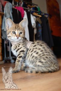Here you can see a beautiful F1 Savannah Kitten. The small Savannah cat Bella is about 12 weeks old in this picture. Bella was the first F1 Savannah from the Savannah cat "Of Jambo Savannah".