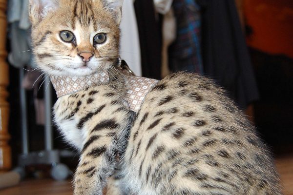 Here you can see a beautiful F1 Savannah Kitten. The small Savannah cat Bella is about 12 weeks old in this picture. Bella was the first F1 Savannah from the Savannah cat "Of Jambo Savannah".