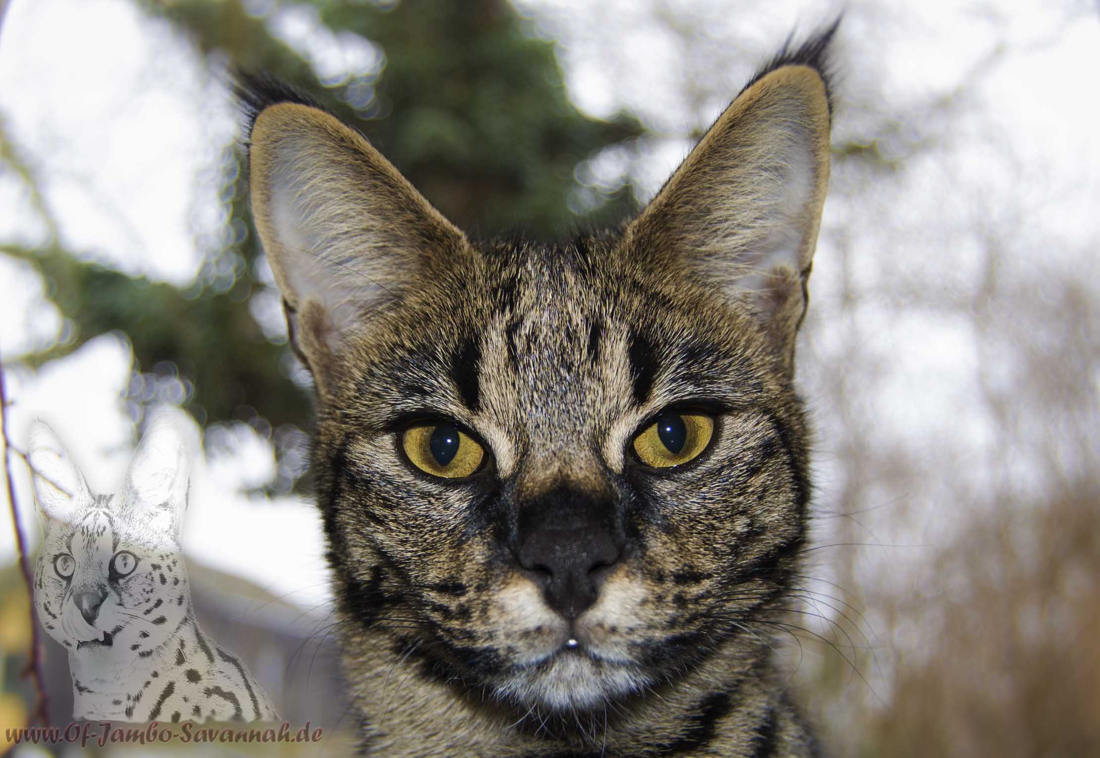 Elli of Jambo is a F1 Savannah with a very distinctive face that very much reminds your father of the Serval! With your black nose and your exceptionally loving character, this Savannah cat wraps everyone around the finger!