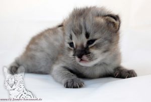 Hier seht Ihr ein F1 Savannah Kitten was im Alter von ca. 2 Wochen gerade die Augen öffnet!