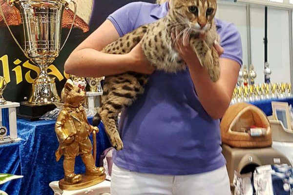 Savannah Katze Bella auf einer internationalen Katzenausstellung. Gerade auf solchen Ausstellungen sind gefestigte Charaktäre der Katzen sehr wichtig!