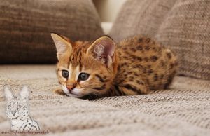 Here is a F1 Savannah Kitten from the breed "Of Jambo Savannah Cats". Always look for a good family tree at Kitten and only buy from reputable breeders. Reputable Savannah breeders can be found at www.felidae-ev.com
