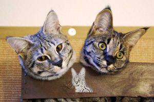 My two F1 Savannah cat girls Emma and Elli are siblings! Both are excellent and inseparable!