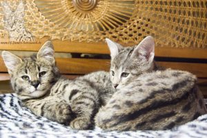 F1 Savannah Kitten "Diamond and Chuma of Jambo". Both have different mothers, but the same father. The father is Serval Thor.