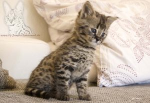 Here is a F1 Savannah kitten at the age of 8 weeks.