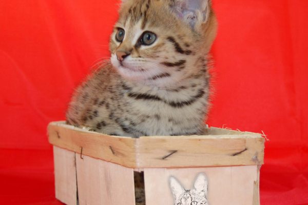 Here you can see the Bella of Jambo a F1 Savannah Kitten from the Savannah breed of Angela Hönig from Germany