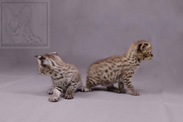 These two F1 Savannah kittens, both girls, are still looking for a new home. Shipping worldwide