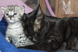 Savannah Kitten Headie im Alter von 3 Wochen mit Ihrer Mutter.