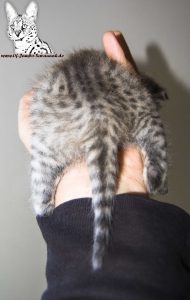 Hier Kitten Headie von hinten. Man kann schön den kurzen Schwanz erkennen. So sollte es bei guten Savannahkatzen sein!