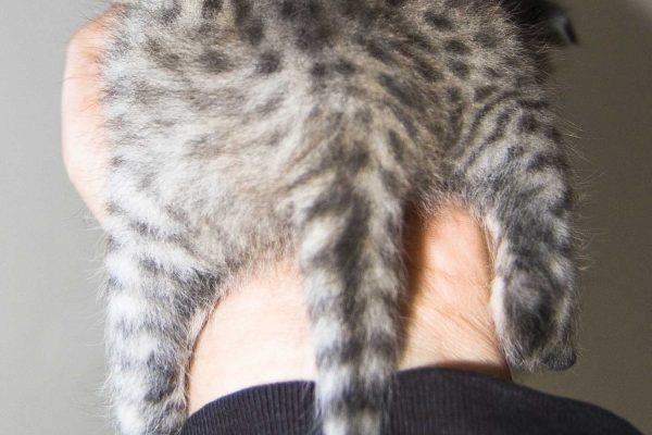 Hier Kitten Headie von hinten. Man kann schön den kurzen Schwanz erkennen. So sollte es bei guten Savannahkatzen sein!
