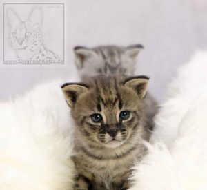 Savannah Kitten verfügbar