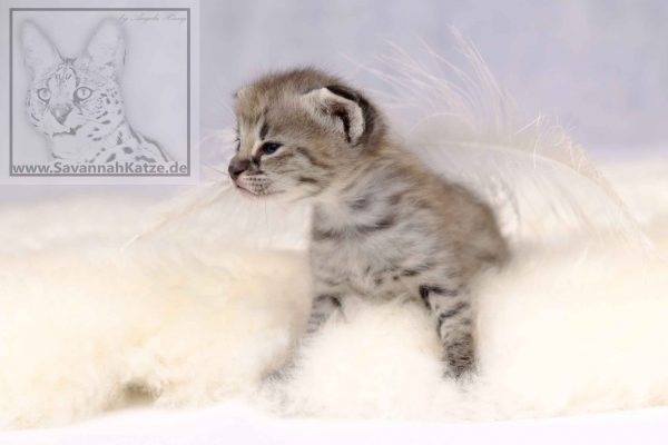 silver-black-spotted-tabby F1 Savannah Kitten