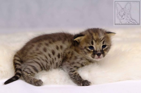 F1, Kater, male, breeder, Savannahcat, Savannah cat, black-spotted-tabby