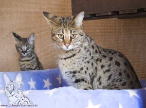 In the foreground stands your F1 Savannah cat Bella of Jambo! Bella is slightly older than 1 year. In the background sits F1 Kitten Phoenix. Phoenix is 12 weeks old on this picture!