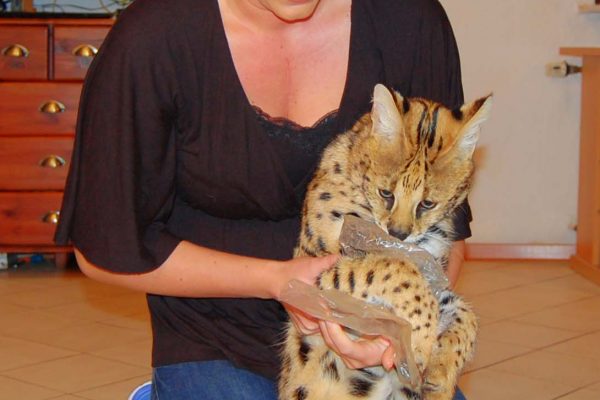 Savannah breeder Angela Hönig with the African Serval "Thor"