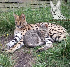 Serval Thor liebt seine Savannah Katzen und sie lieben ihn. Einfach traumhaft die Savannahkatzen und den Serval beim schmusen zu beobachten!