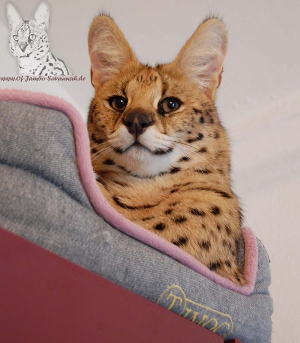Hier der Kopf von Serval Thor von Angela Hönig aus Deutschland. Die weltbekannte Savannah Katzenzüchterin hat ein super Verhältniss zu Ihrem Serval. Beide schmusen jeden Tag!