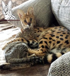 Auf diesem Bild könnt Ihr schön erkennen wie gut sich Servale mit Ihren vertrauten Savannah Katzen verstehen!