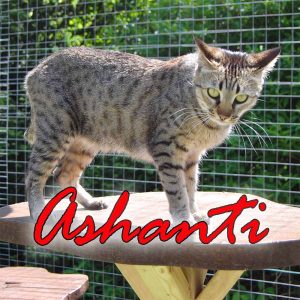 Ashanti Of Jambo ist eine F5 Savannahkatze von der Savannahzucht OF Jambo Savannah. Sie ist die Mutter von F1 Savannah Bella.