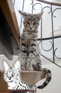 In this picture you can see very beautiful the big ears of F1 Savannah "Diamond of Jambo" from the German Savannah breed "Of Jambo Savannah Cats"